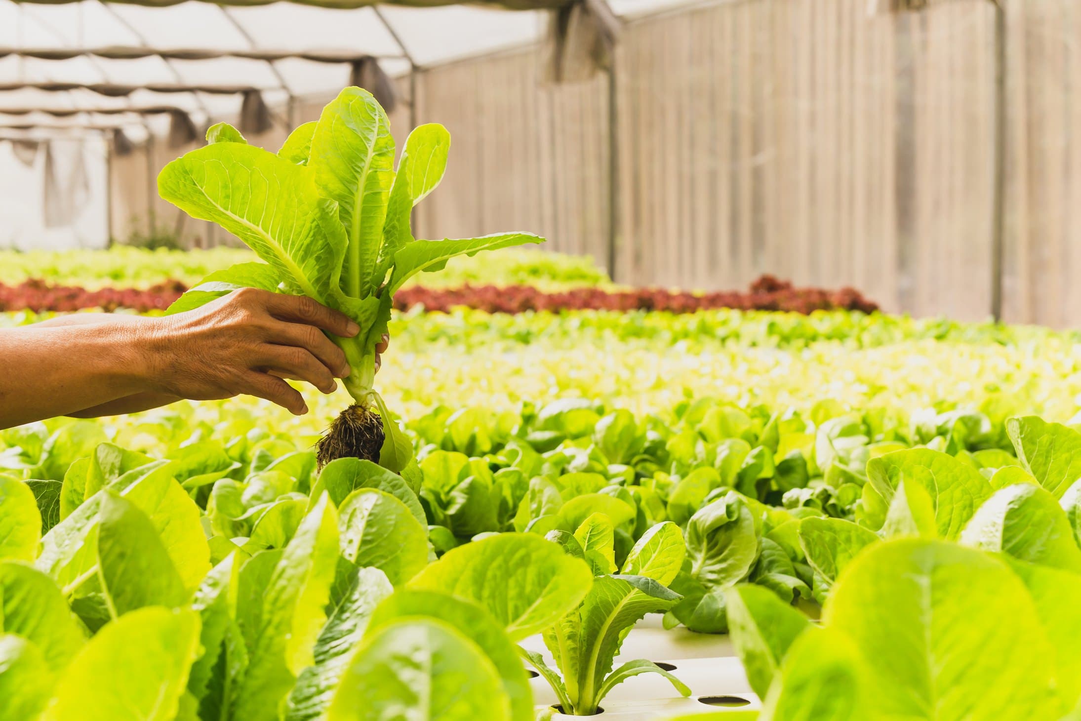 A hand lifting a head of lettuce, roots intact, from a hydroponic growing channel in warm light.